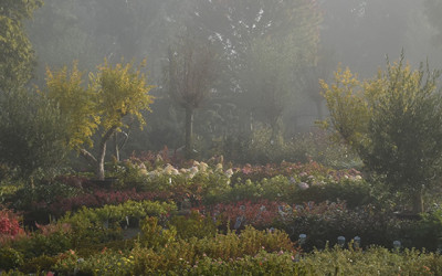 Tuinplantenwinkel.nl Knegsel afbeelding